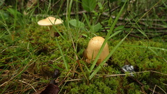 Amanita flavescens