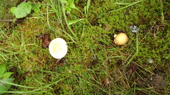 Amanita flavescens