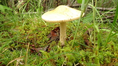 Amanita flavescens