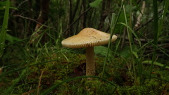 Amanita flavescens