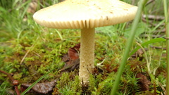 Amanita flavescens