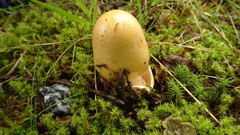 Amanita flavescens