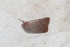 Protolampra sobrina