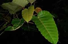 Ficus arnottiana