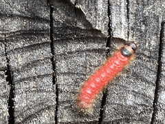 Thanasimus formicarius