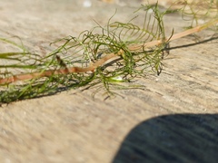 Myriophyllum sibiricum