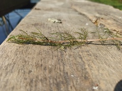 Myriophyllum sibiricum