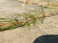Myriophyllum sibiricum