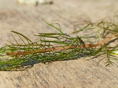 Myriophyllum sibiricum