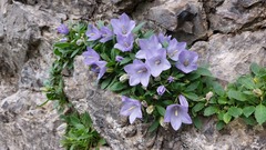 Campanula raineri
