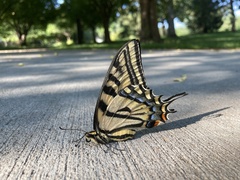 Papilio multicaudata