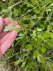 Vaccinium angustifolium image