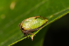 Stictocephala basalis