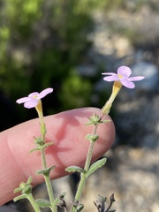 Chaenostoma marifolium
