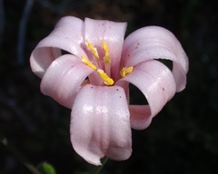 Lilium rubescens