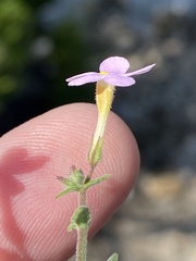 Chaenostoma marifolium