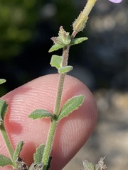 Chaenostoma marifolium