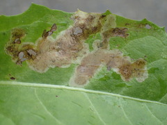 Liriomyza taraxaci