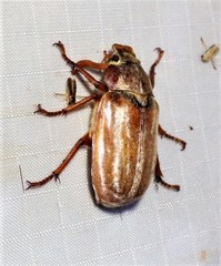 Polyphylla occidentalis