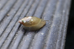 Oxyloma hirasei