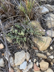 Chaenostoma marifolium