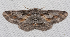 Stenoporpia glaucomarginaria