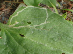 Phytomyza plantaginis