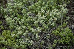 Teucrium gnaphalodes