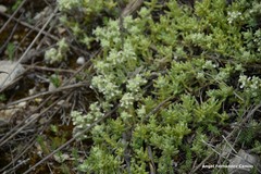 Teucrium gnaphalodes