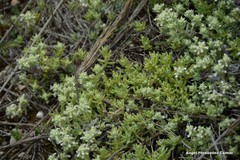 Teucrium gnaphalodes