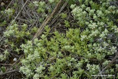 Teucrium gnaphalodes