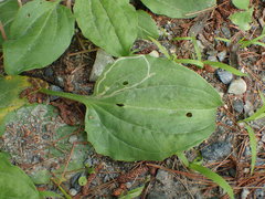 Phytomyza plantaginis