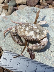Glebocarcinus amphioetus