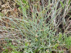 Launaea fragilis