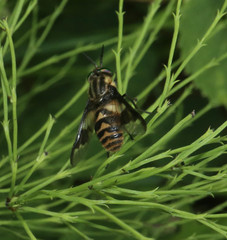 Chrysops divaricatus