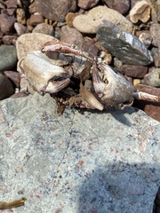 Glebocarcinus amphioetus