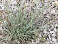Launaea fragilis