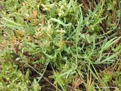 Helianthemum squamatum