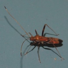 Paraxenetus guttulatus