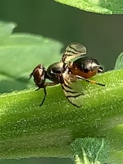 Rivellia flavimana