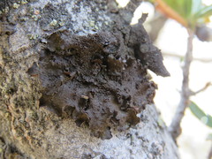 Melanohalea multispora