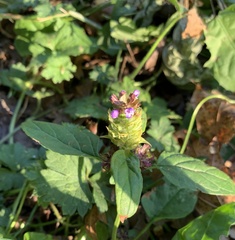 Prunella vulgaris