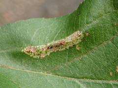 Phyllonorycter blancardella group