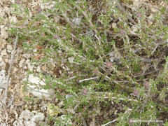 Thymus leptophyllus