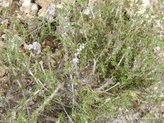 Thymus leptophyllus