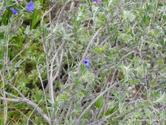 Lithodora fruticosa