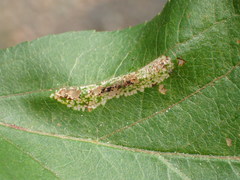 Phyllonorycter blancardella group