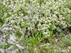 Teucrium gnaphalodes