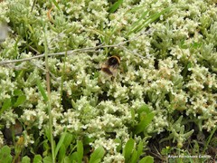 Teucrium gnaphalodes