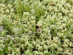 Teucrium gnaphalodes